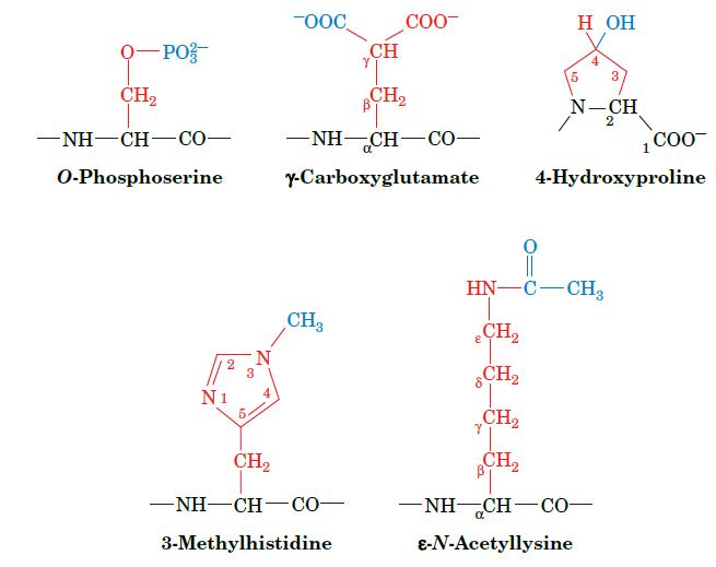 -PO- CH NH-CH-CO O-Phosphoserine 2 N1 3 5. N 4 -OOC CH CH -NH-CH-CO- y-Carboxyglutamate CH3 COO- CH -NH-CH-CO