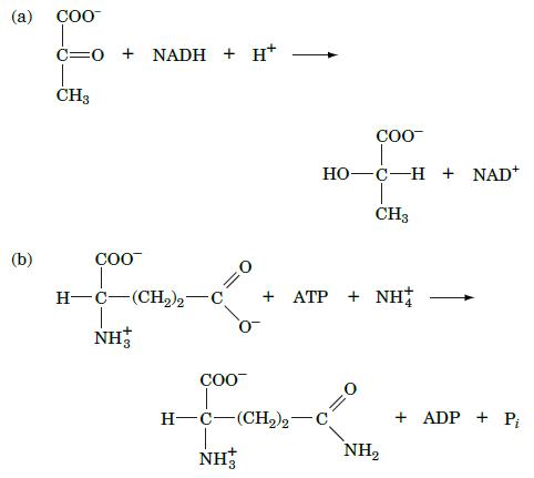(a) (b) COO C O + NADH + H+ CH3 COO H-C (CH)2-C NH COO NH3 COO HO-C-H + NAD* H-C (CH)2 C CH3 + ATP + NH+ NH +