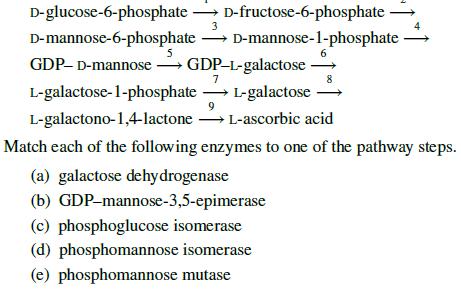 D-glucose-6-phosphate D-fructose-6-phosphate D-mannose-6-phosphate D-mannose-1-phosphate 6 GDP-D-mannose
