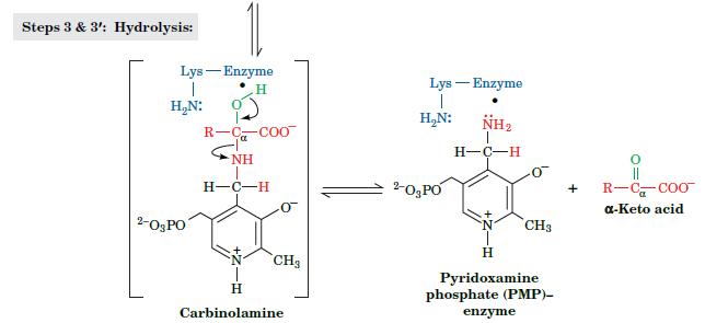 Steps 3 & 3': Hydrolysis: Lys - Enzyme 1 H HN: 2-03PO R-CC NH H-C-H CH H Carbinolamine Lys - Enzyme HN: 2-0