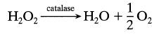 HO catalase HO + = 0