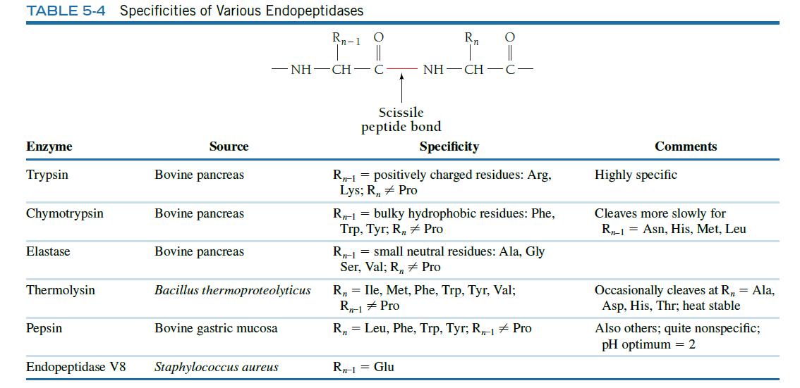 TABLE 5-4 Specificities of Various Endopeptidases R-1 O Enzyme Trypsin Chymotrypsin Elastase Thermolysin